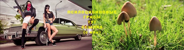 стаф Алзамай